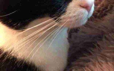 Precious tuxedo cat for adoption in san diego ca – supplies included – adopt lovey