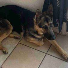 Pretty German Shepherd Mix For Adoption In Cibolo TX – Supplies Included – Adopt Lucie