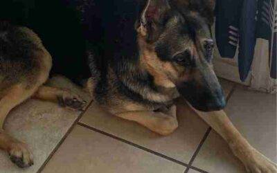 Pretty German Shepherd Mix For Adoption in Cibolo TX – Supplies Included – Adopt Lucie