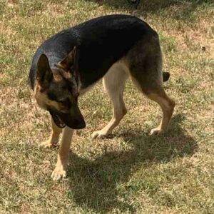 German shepherd mix adoption cibolo tx adopt lucie