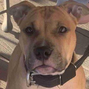 Staffordshire Bull Terrier for Adoption Louisville KY Adopt Lucky