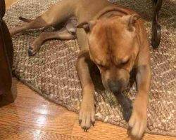 Staffordshire Bull Terrier For Adoption Louisville KY Adopt Lucky