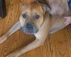 Staffordshire Bull Terrier For Adoption Louisville KY Adopt Lucky