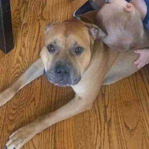 Staffordshire bull terrier for adoption louisville ky adopt lucky