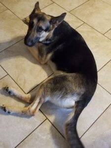 German shepherd mix adoption cibolo tx adopt lucie