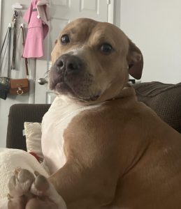 Adorable american staffordshire amstaff dog for adoption in philadelphia pa
