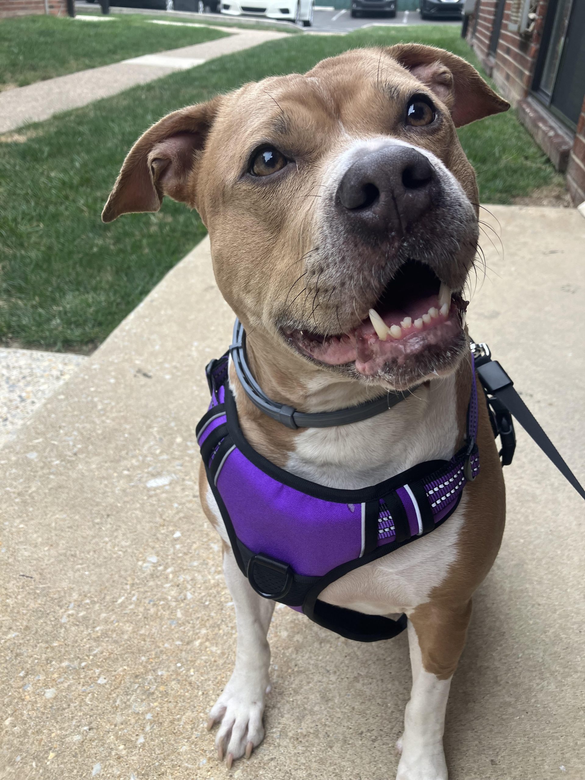 Adorable American Staffordshire Amstaff Dog For Adoption in Philadelphia PA – Meet Lovable Lucy