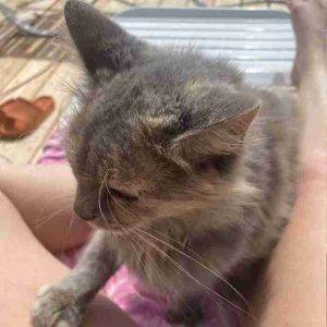 Dilute Tortoiseshell cat Adoption Knoxville TN Adopt Lucy