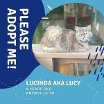 Dilute Tortoiseshell Cat Adoption Knoxville TN Adopt Lucy