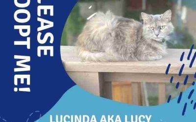 Gorgeous Dilute Tortoiseshell Cat for Adoption in Knoxville TN – Supplies Included – Adopt Lucinda (Lucy)