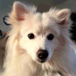 Mini american eskimo dog adoption medford or adopt lulu