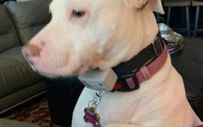 Obedience Trained American Pitbull Terrier for Adoption in Wilson NC – Supplies Included – Adopt Luna