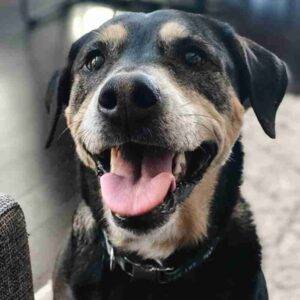 Pretty Labrador Rottweiler Mix For Adoption in Pflugerville TX - Supplies Included - Adopt Luna