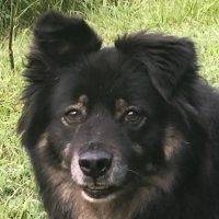Gorgeous German Shepherd Mix Dog For Adoption In Montgomery AL – Adopt Maddie