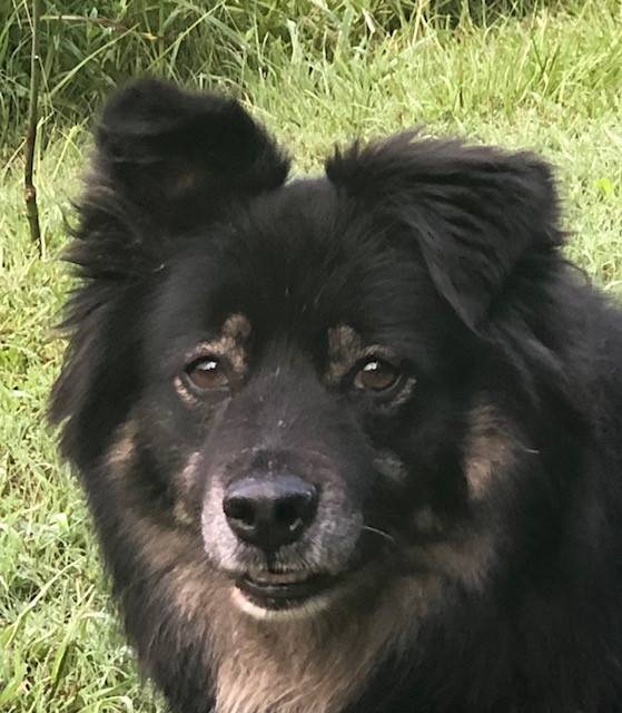 Gorgeous German Shepherd Mix Dog for Adoption in Montgomery AL – Adopt Maddie