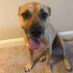 Boxer Pitbull Mix Dog For Adoption In Gallatin Tennessee