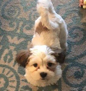 Bichon Frise Adoptions & Rehoming - Adopt A Bichon Frise Near You