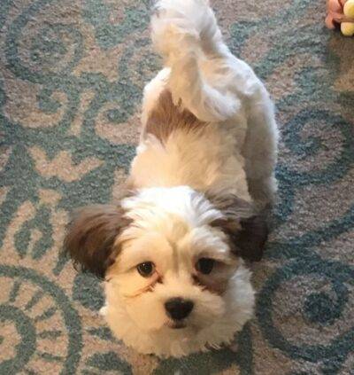 Teddy bear puppy adopted in minneapolis mn – adopt maddie
