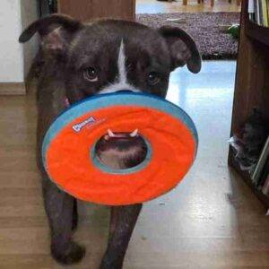 Bulldog Terrier Mix for Adoption Portland OR Adopt Maggie