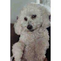 Special Needs Maltipoo For Adoption In Port Coquitlam BC - Supplies Included - Adopt Maggie