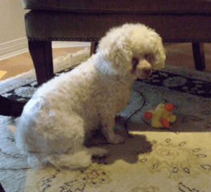 Special needs maltipoo for adoption in port coquitlam bc – supplies included – adopt maggie