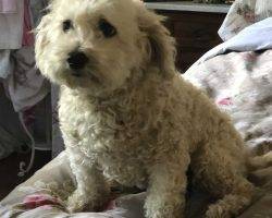 Maggie maltipoo dogs adoption los angeles 2
