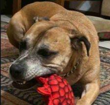 Maggie Pitoxer Pitbull Boxer Mix Dog Adoption Jacksonville Fl