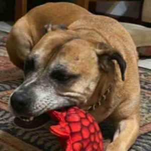 Maggie Pitoxer Pitbull Boxer Mix Dog Adoption Jacksonville Fl