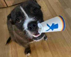 Bulldog Terrier Mix For Adoption Portland OR Adopt Maggie