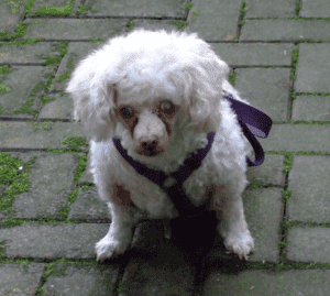 Photo Special needs maltipoo for adoption in port coquitlam bc - supplies included - adopt maggie