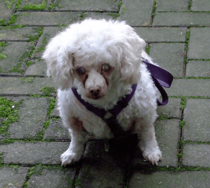 Special needs maltipoo for adoption in port coquitlam bc - supplies included - adopt maggie