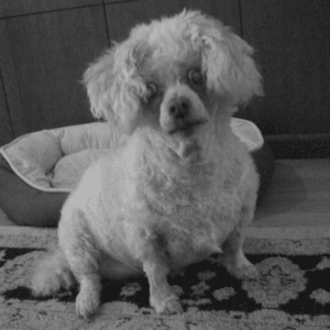 Photo Special needs maltipoo for adoption in port coquitlam bc - supplies included - adopt maggie