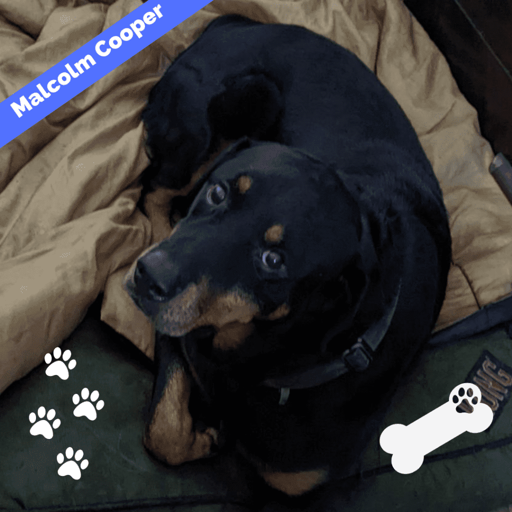 Obedience trained rottweiler for adoption in new york ny – supplies included – adopt malcolm cooper