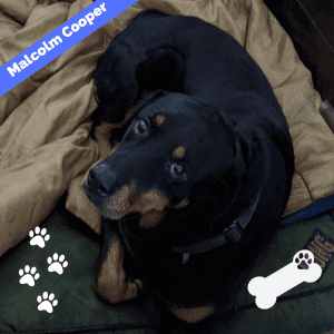 Obedience Trained Rottweiler For Adoption In New York NY – Supplies Included – Adopt Malcolm Cooper