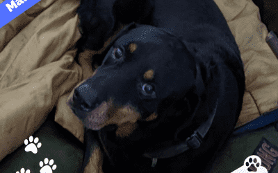 Obedience Trained Rottweiler For Adoption in New York NY – Supplies Included – Adopt Malcolm Cooper
