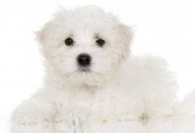 Maltese dog breed photo