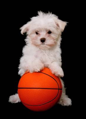 Maltese puppy picture