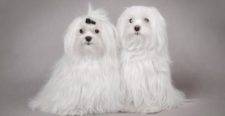 Maltese Dog Rehoming