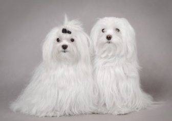 Cute maltese dogs