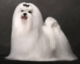 Beautiful well groomed maltese dog