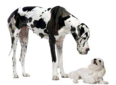Maltese dog breed photo