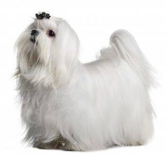 Maltese dog breed appearance photo