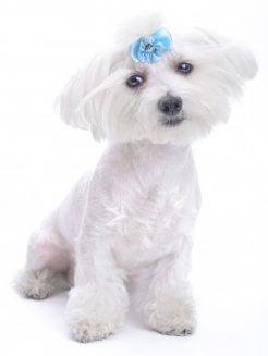 Cute Maltese dog photo