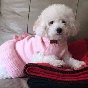Photo of a maltipoo wearing a pink dress