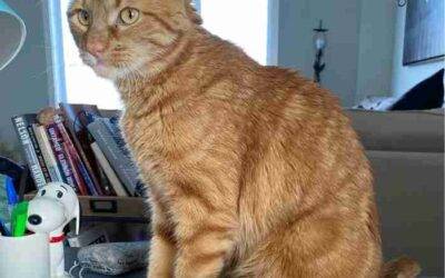 Cuddly Female Orange Tabby Cat For Adoption in Calgary AB – Supplies Included – Adopt Mango