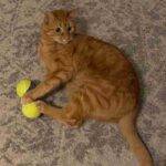 Orange Tabby Cat Adoption Calgary AB Adopt Mango