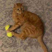 Orange Tabby Cat Adoption Calgary AB Adopt Mango