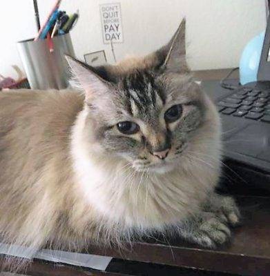 marzipan - Balinese Cat For Adoption in Las Vegas Nevada