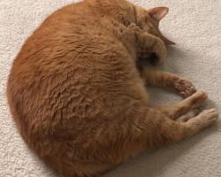 Have you been looking for a orange tabby cat for adoption in clarksburg, md and area? Pet rehoming network is pleased to present max, a very special pet in need of a loving, forever home. Max is healthy and has been fixed, is up to date on shots and micro-chipped. This orange tabby cat has a loving personality and is good with children, dogs and cats. Max will be rehomed with supplies and vet records. Adopt this deserving orange tabby cat in clarksburg, md today.