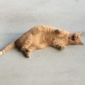Have You Been Looking For A Orange Tabby Cat For Adoption In Clarksburg, MD And Area? Pet Rehoming Network Is Pleased To Present Max, A Very Special Pet In Need Of A Loving, Forever Home. Max Is Healthy And Has Been Fixed, Is Up To Date On Shots And Micro-chipped. This Orange Tabby Cat Has A Loving Personality And Is Good With Children, Dogs And Cats. Max Will Be Rehomed With Supplies And Vet Records. Adopt This Deserving Orange Tabby Cat In Clarksburg, MD Today.